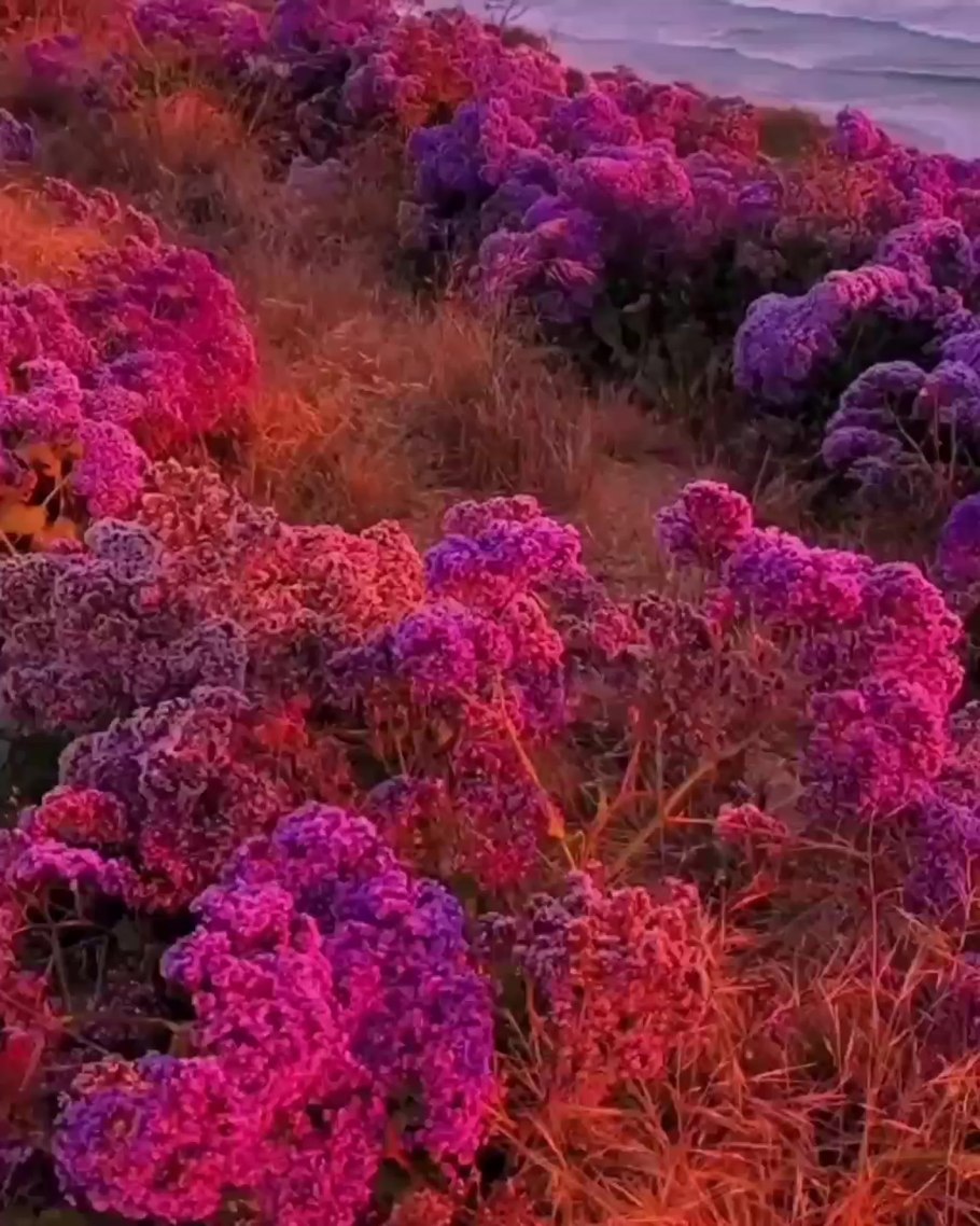 Плеодорина калифорника