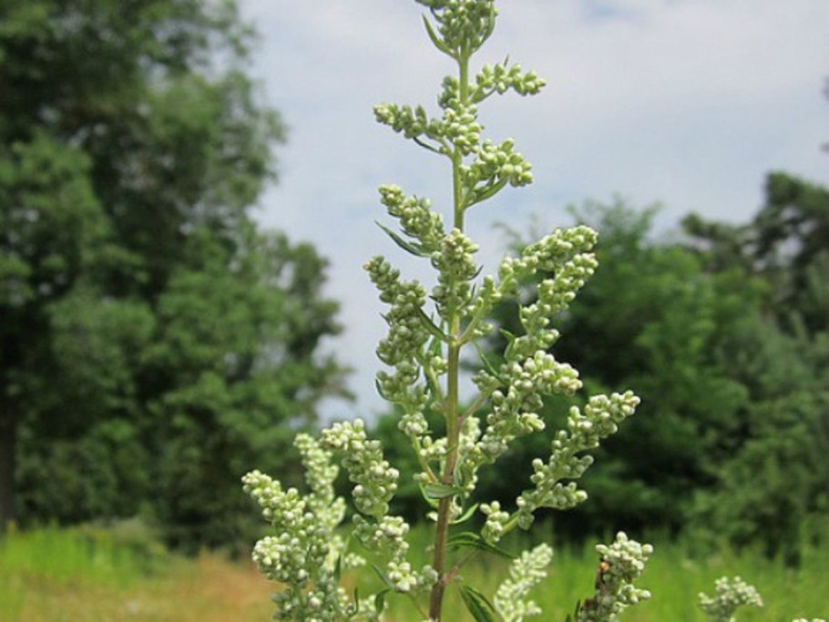 Полынь обыкновенная artemisia vulgaris