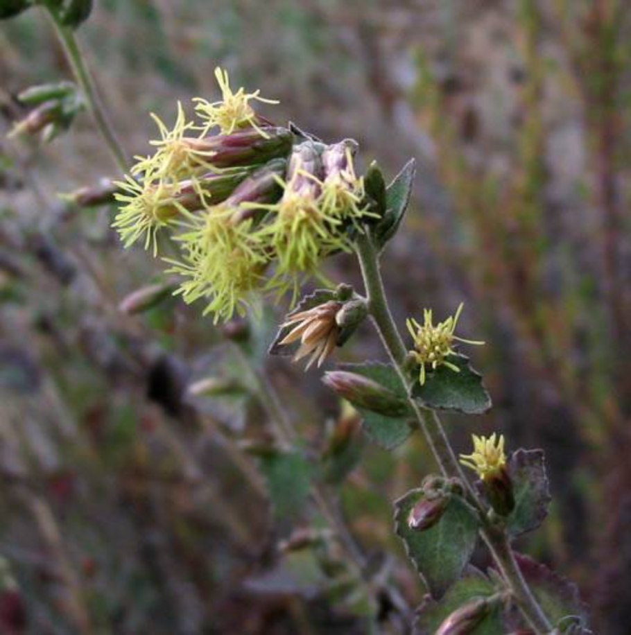 Erigeron droebachiensis
