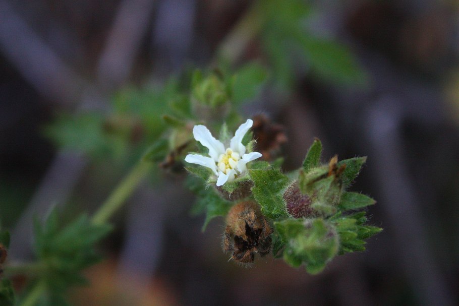 Сорные растения лебеда