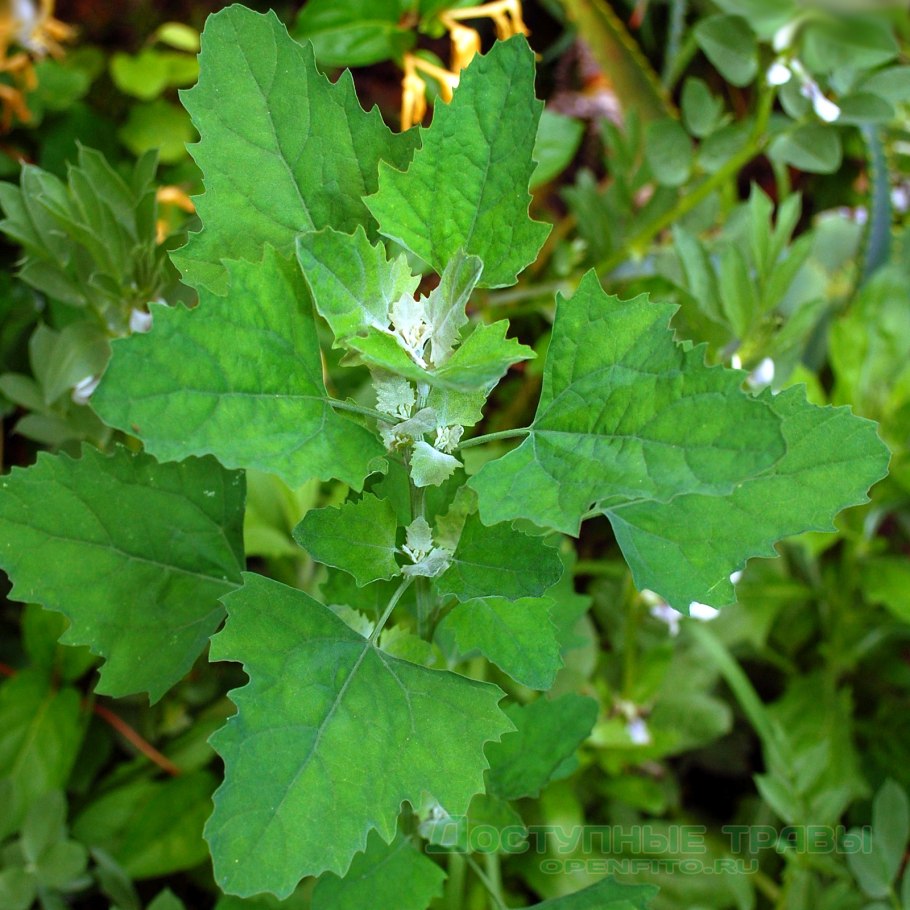 Romanzoffia californica