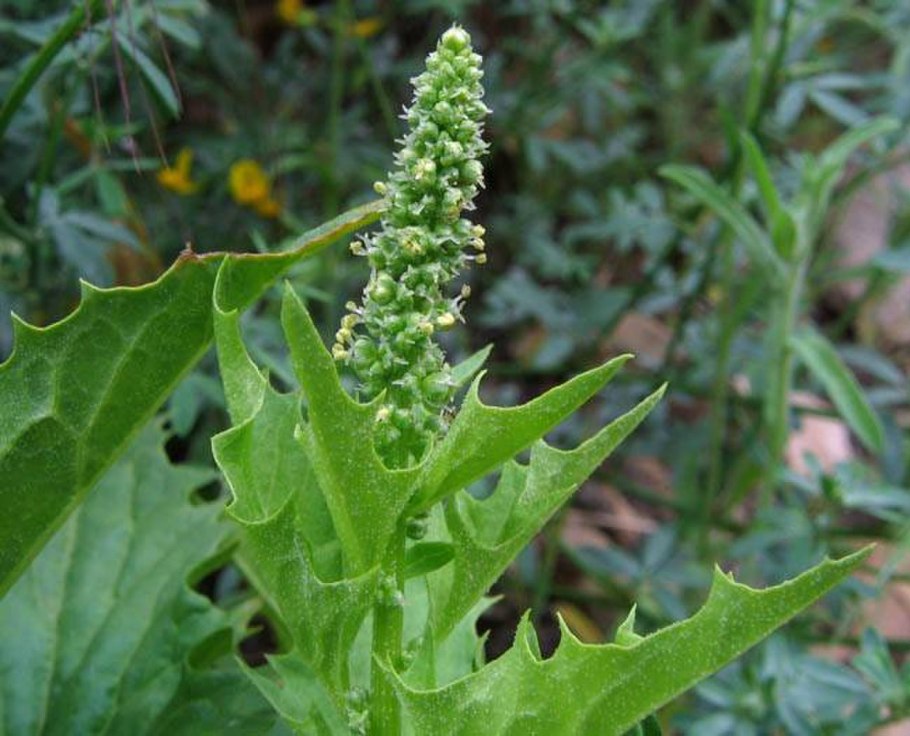 Марь сизая (Chenopodium glaucum)