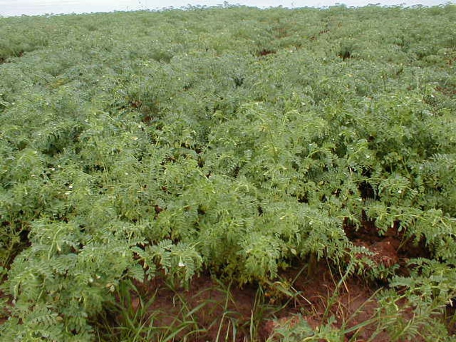 Eriodictyon californicum (California Yerba Santa)