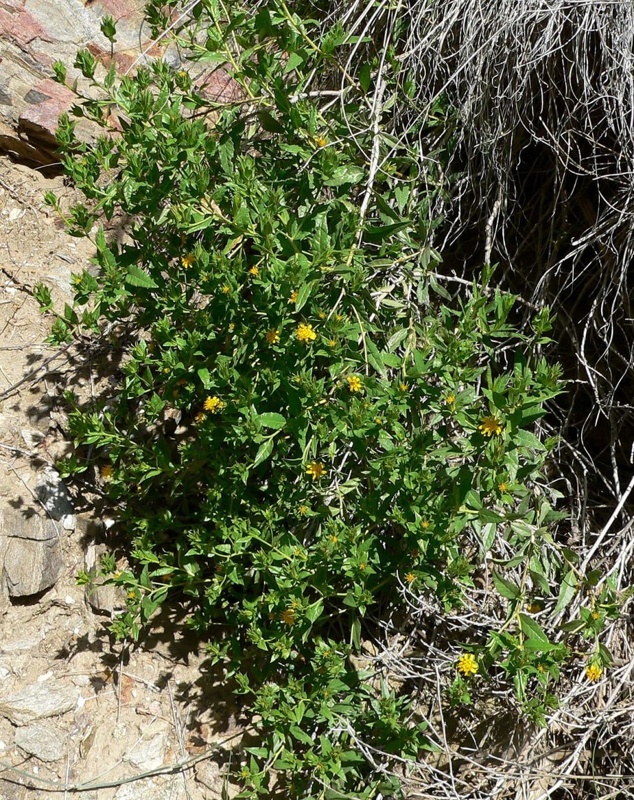 Марь белая (Chenopodium album l.)