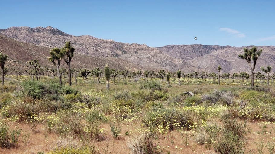 Брикеллия каванилесси