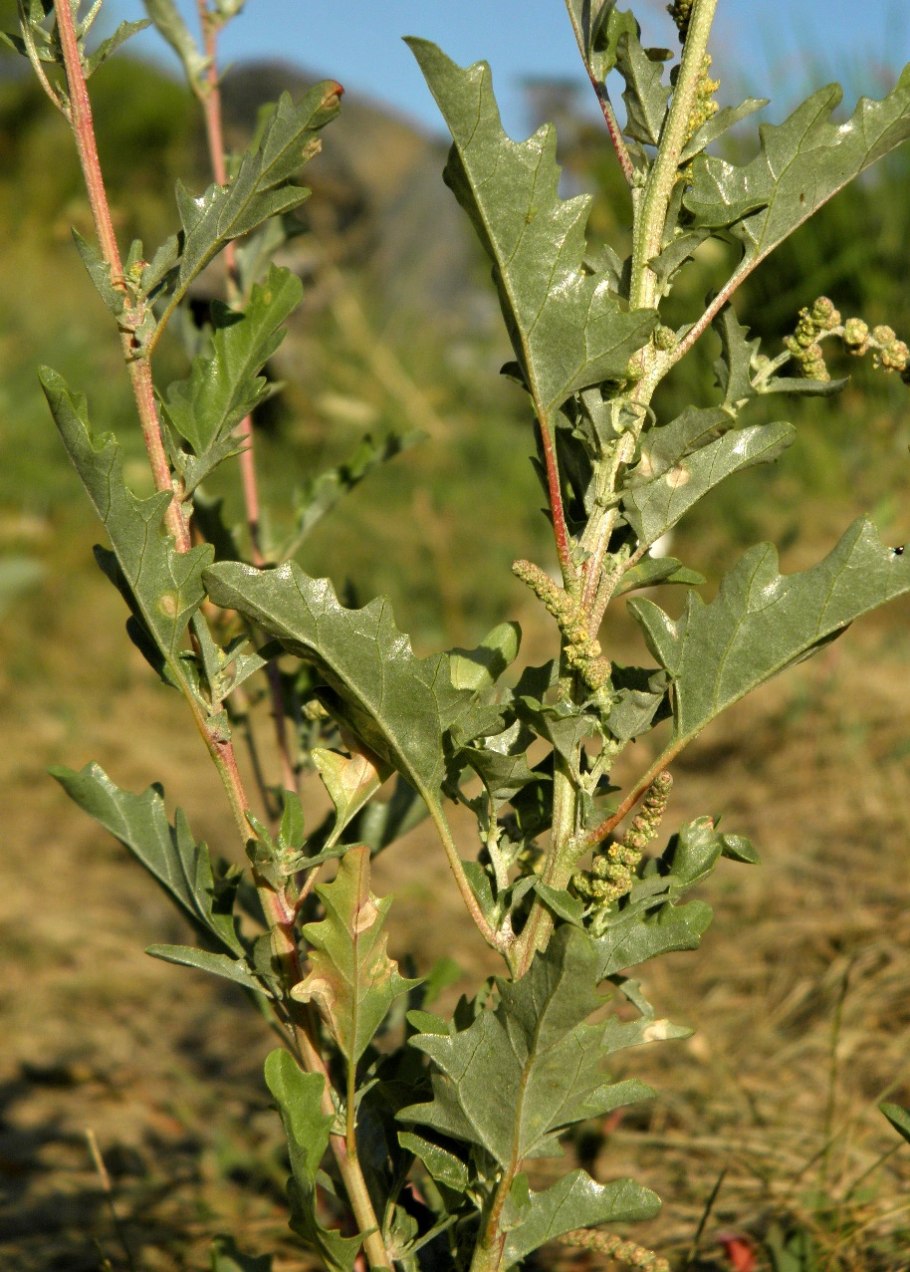 Марь красная – Chenopodium rubrum