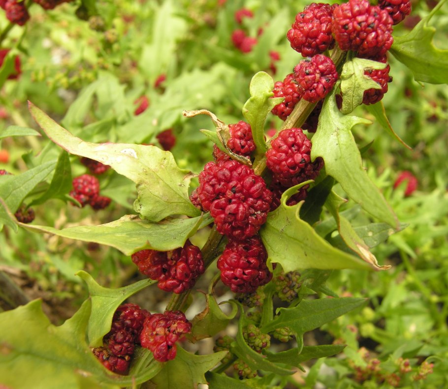 Шпинат-малина земляничный