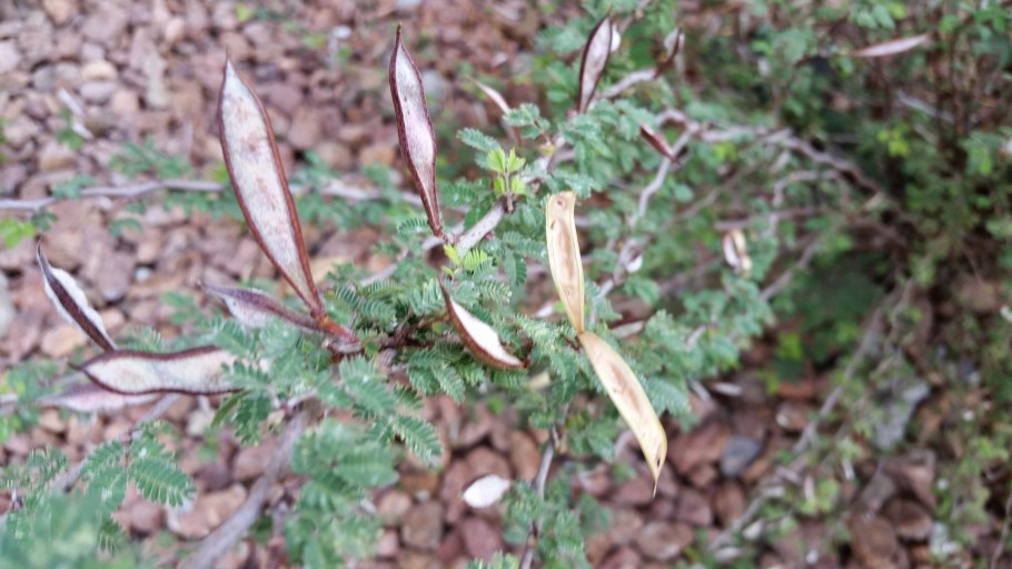 Марь (Chenopodium)