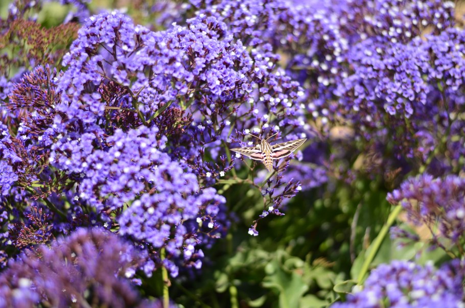 Цветок бабочка