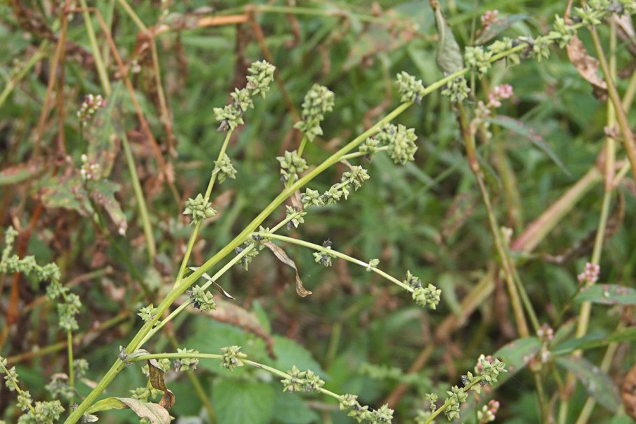 Chenopodium hybridum