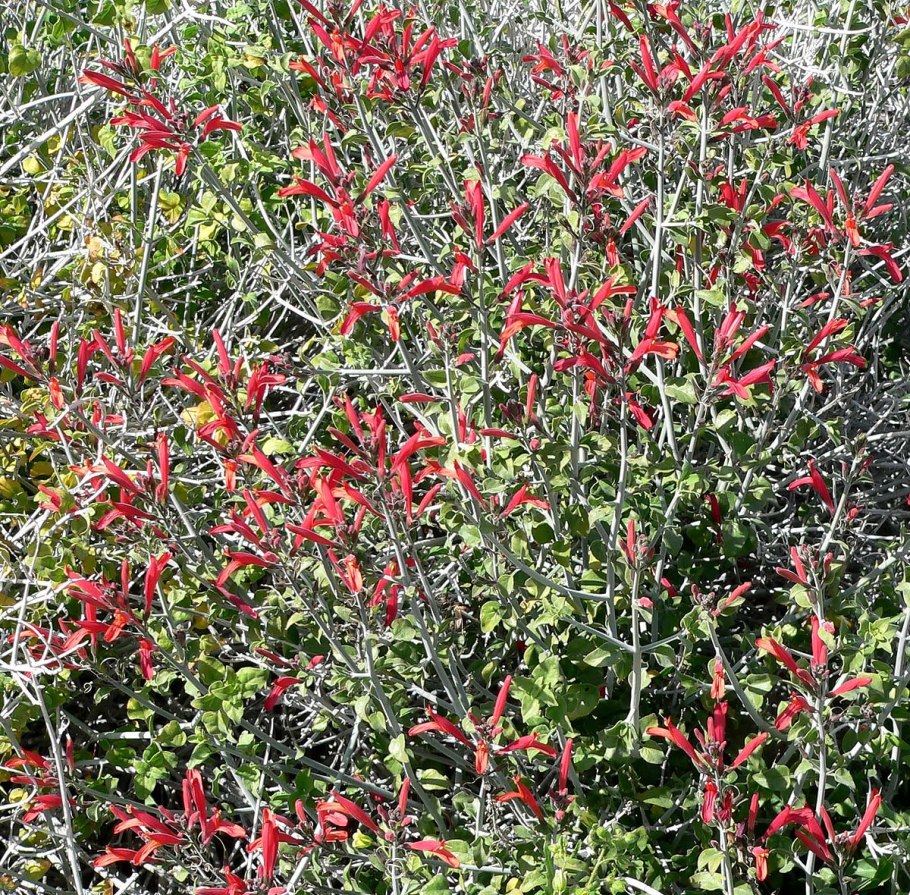 Жминда шпинат Земляничный