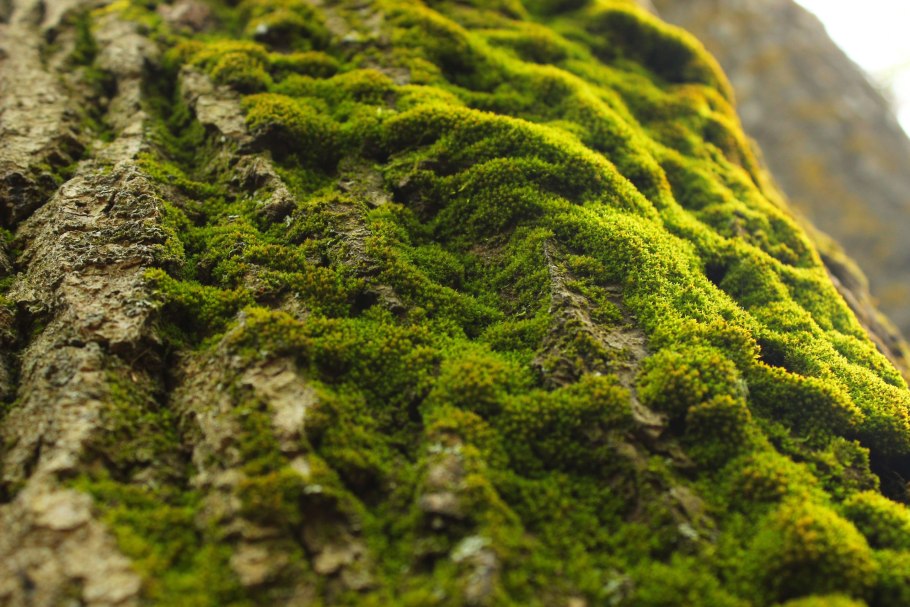 Мох Катаринея