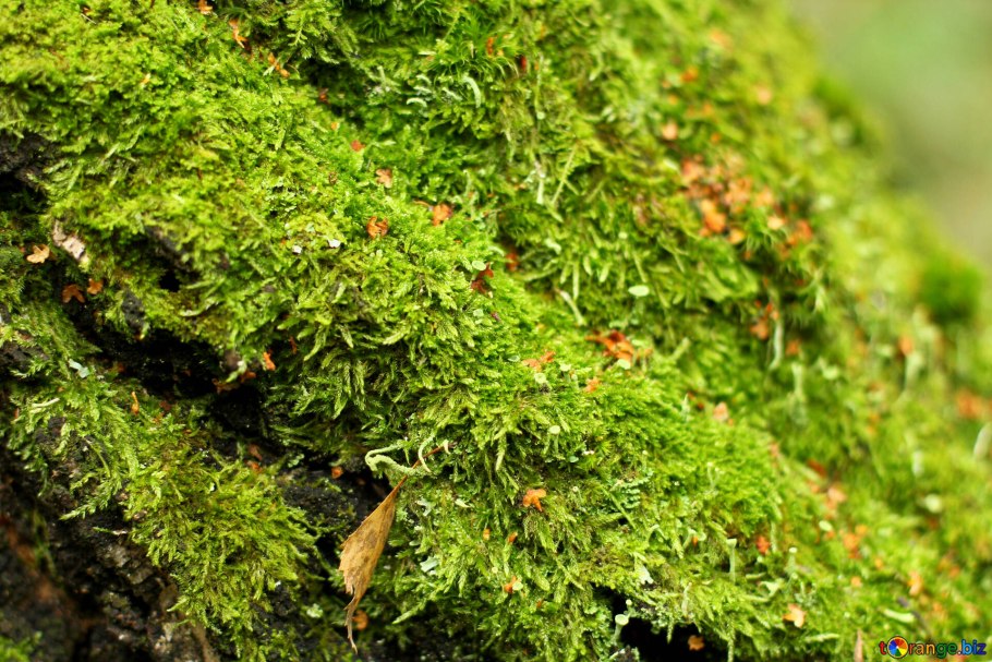 Макрофотографии мха