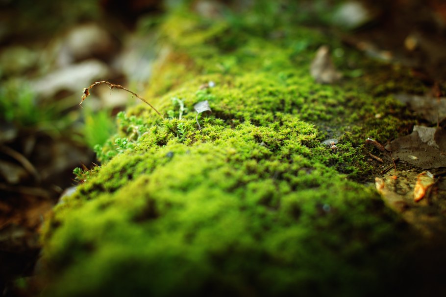 Листостебельные мхи