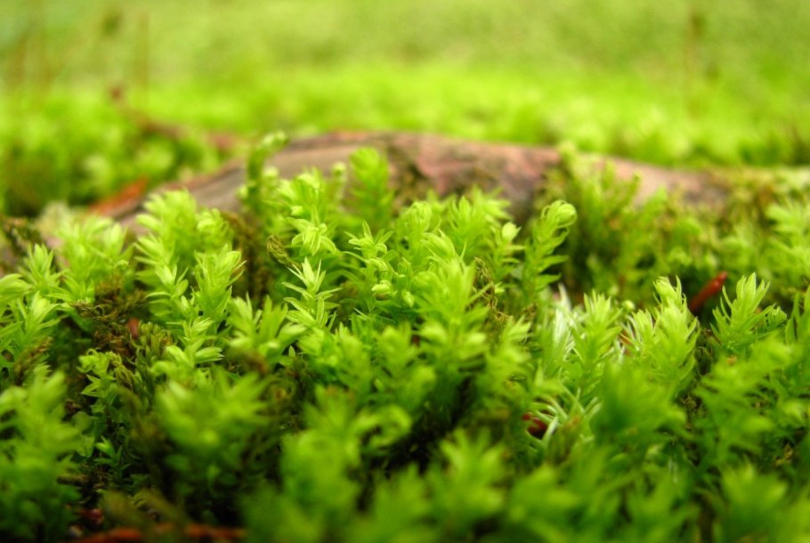 Лофоколеевые мхи