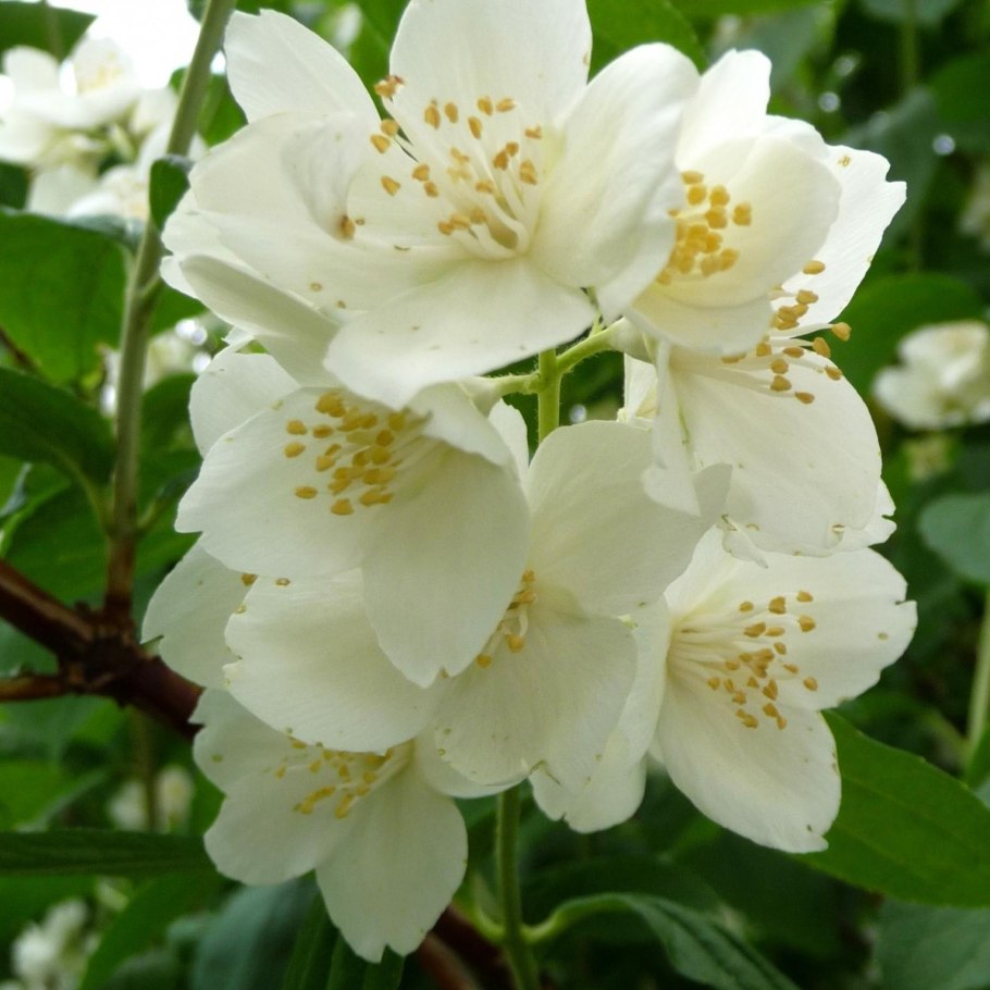 Девушка врач