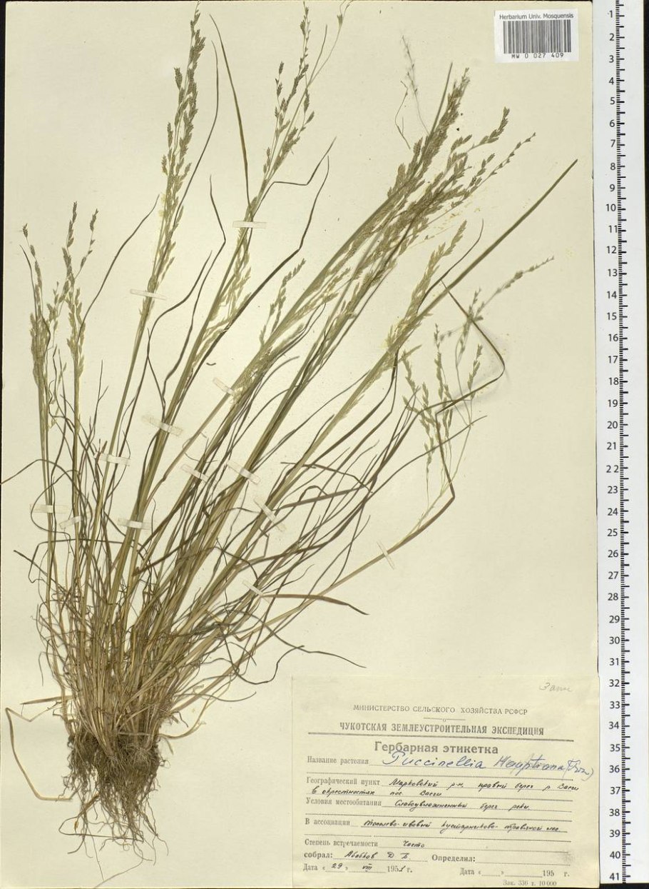 Puccinellia hauptiana