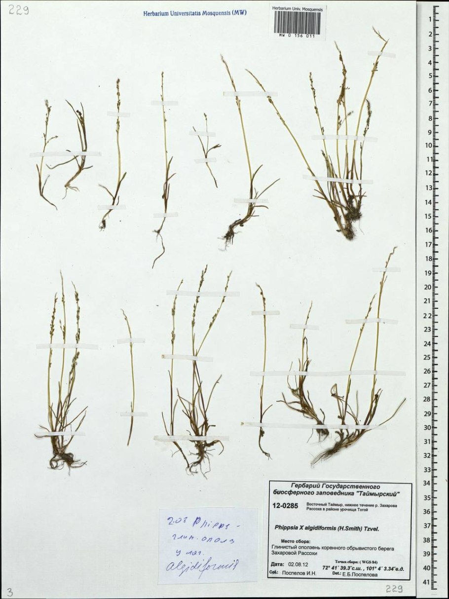 Бескильница морская