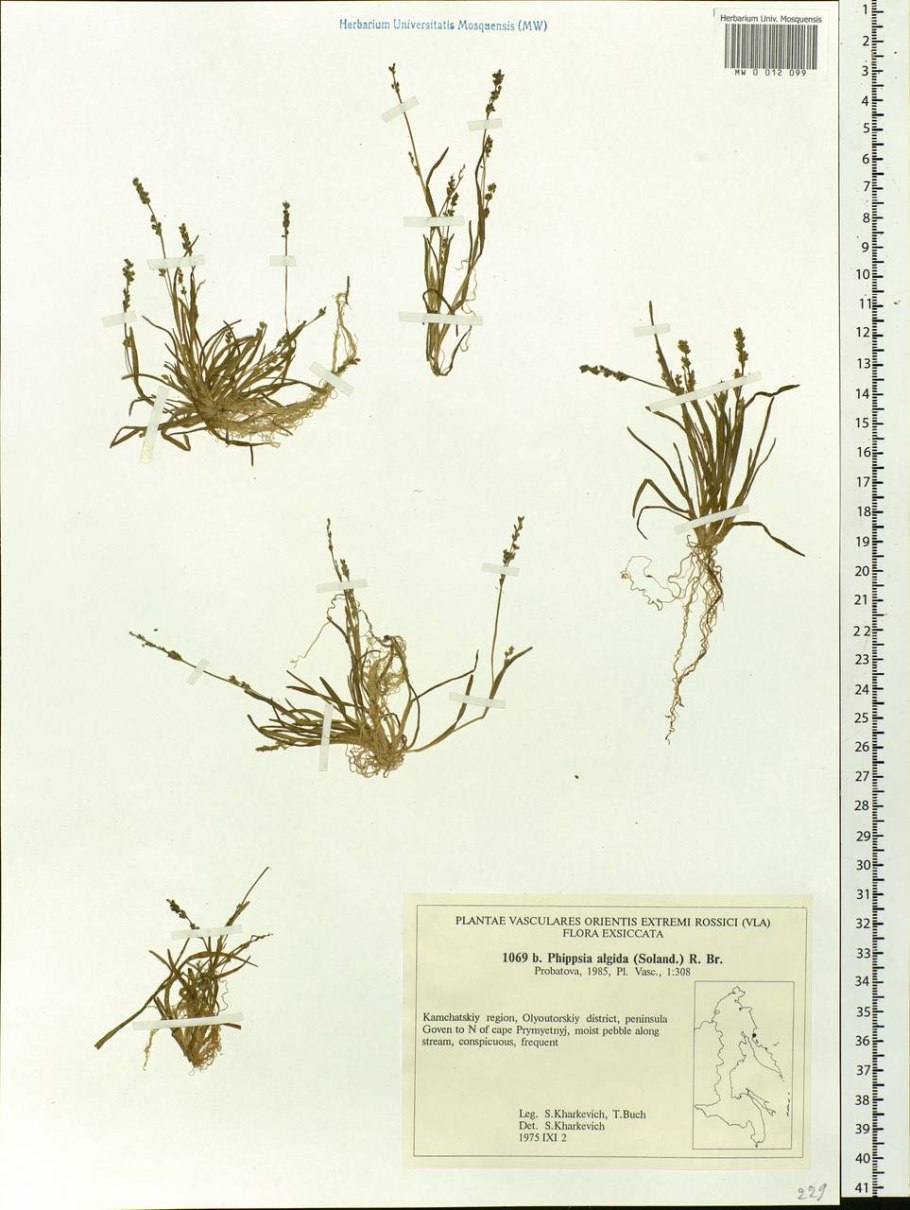 Фиппсия стройная