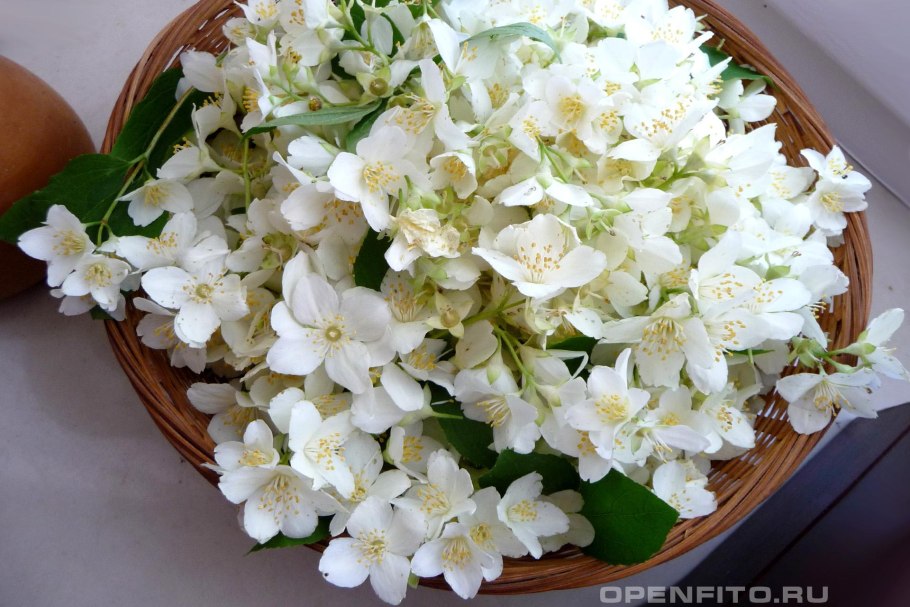 Чубушник венечный