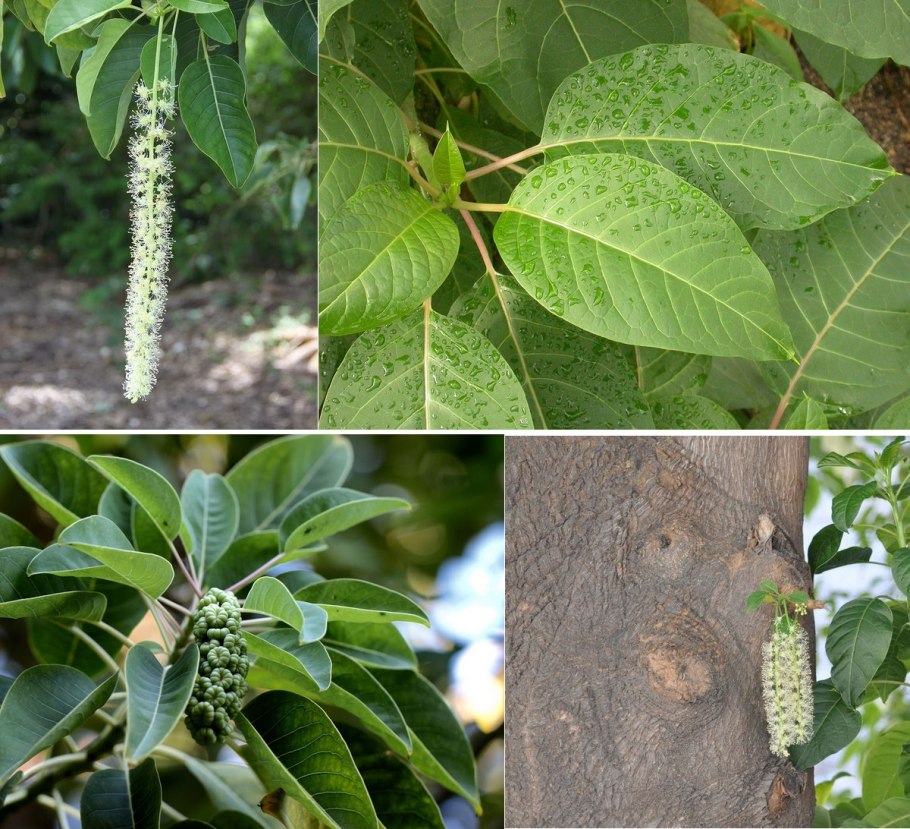 Культурные растения кукуруза сорта