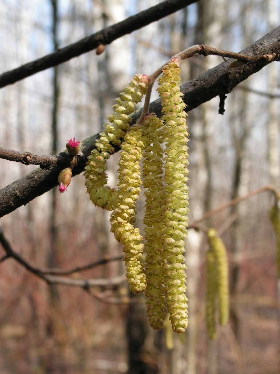 Карбюратор leader pz19jb