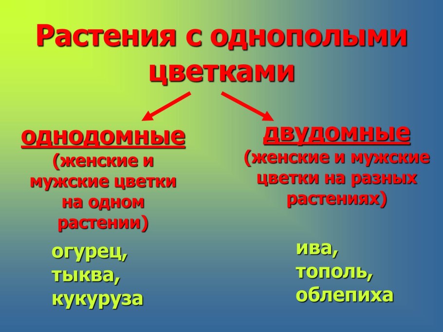 Кукуруза однодомное растение биология 6 класс