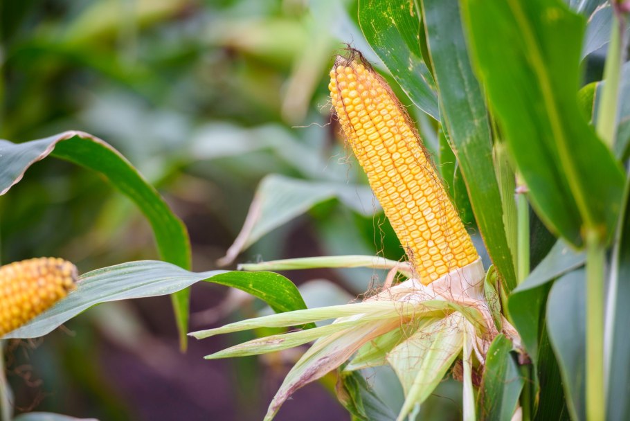 Тычинковые цветки