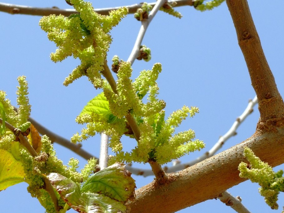Берёза вишнёвая (Betula lenta)