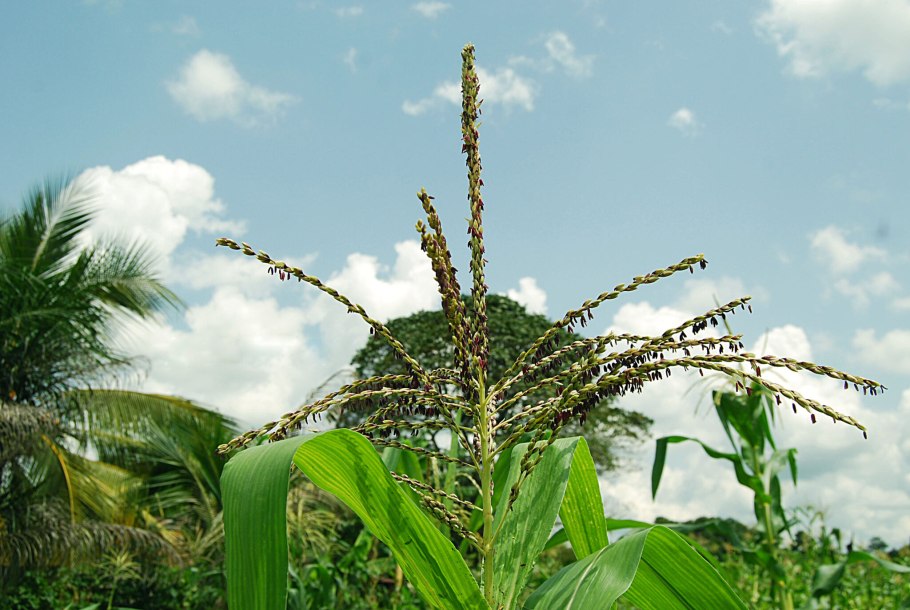 Однополые и обоеполые растения