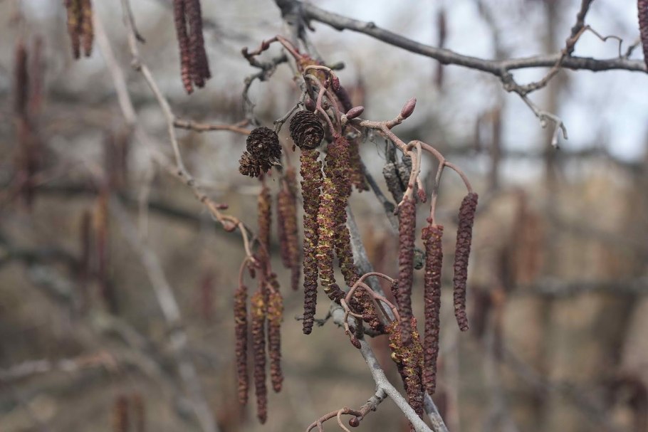 Кукуруза злак