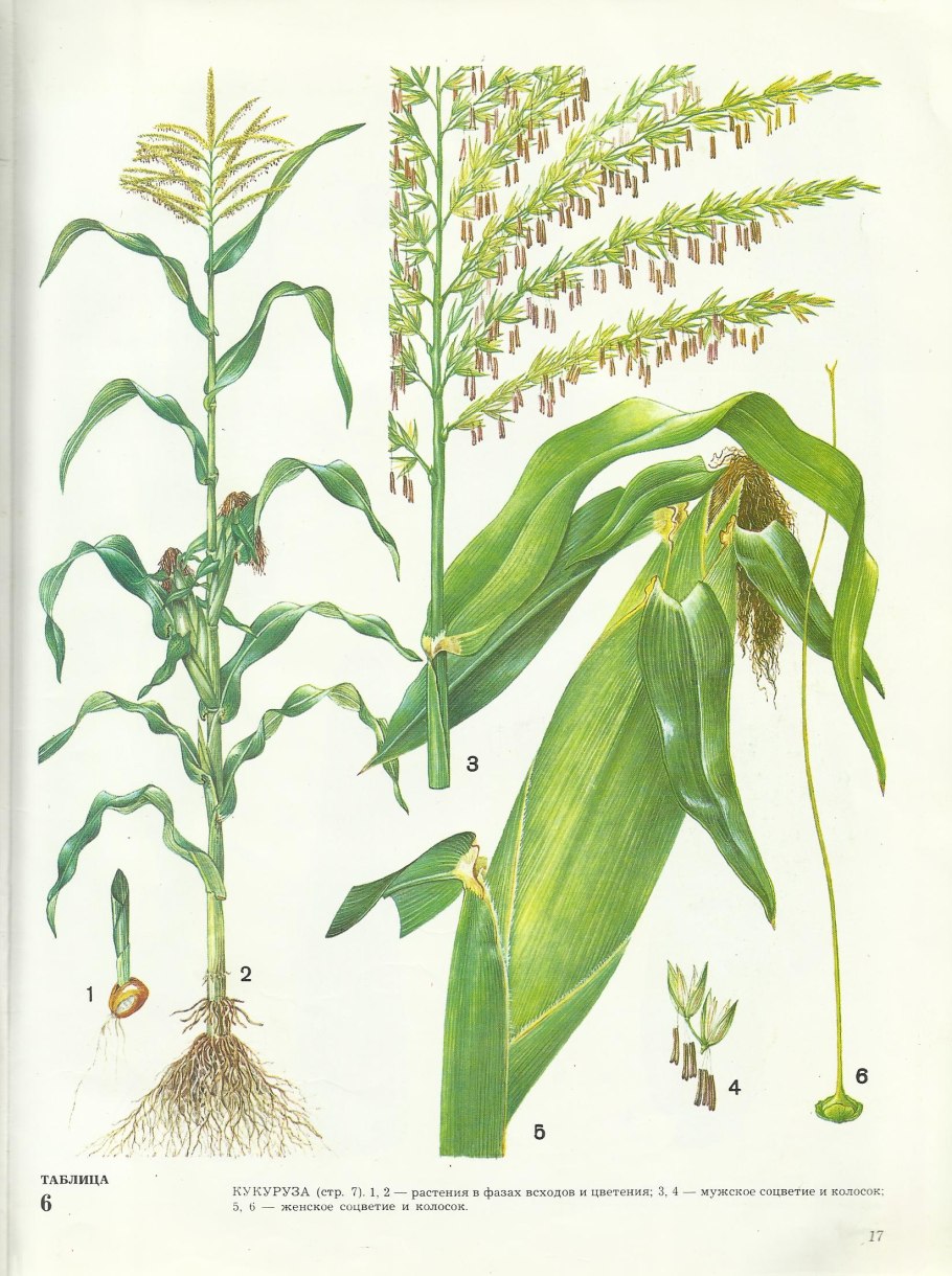 К двудомным растениям относятся