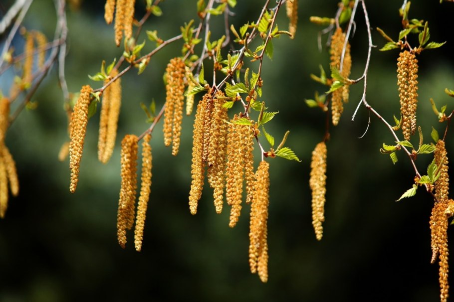 Тутовник дерево с шипами на ветках