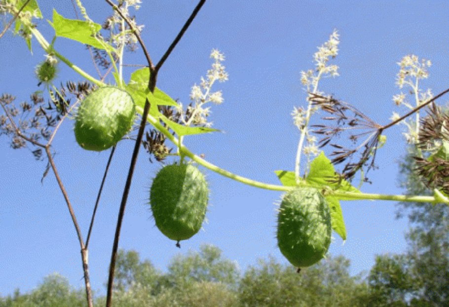 Рогоз узколистный (Typha angustifolia)