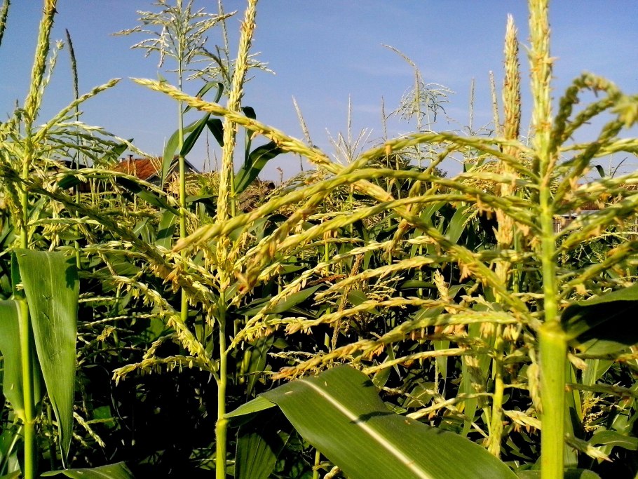 Кукуруза соцветие метелка