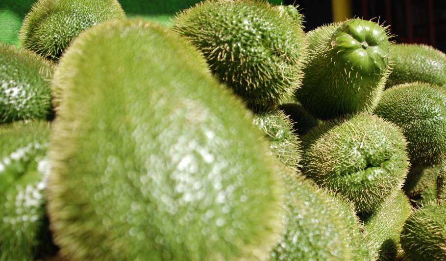 Огурец чайот