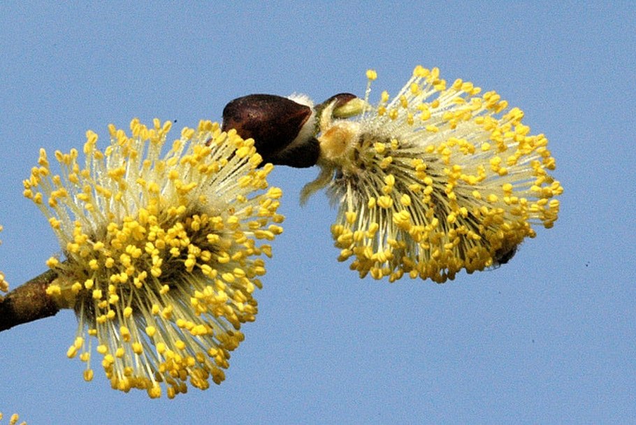 Salix Alba