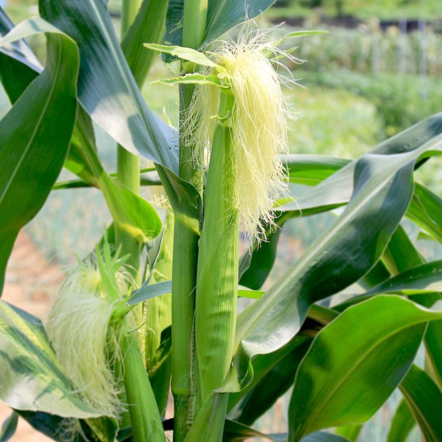 Что такое лист листовая пластинка черешок жилки