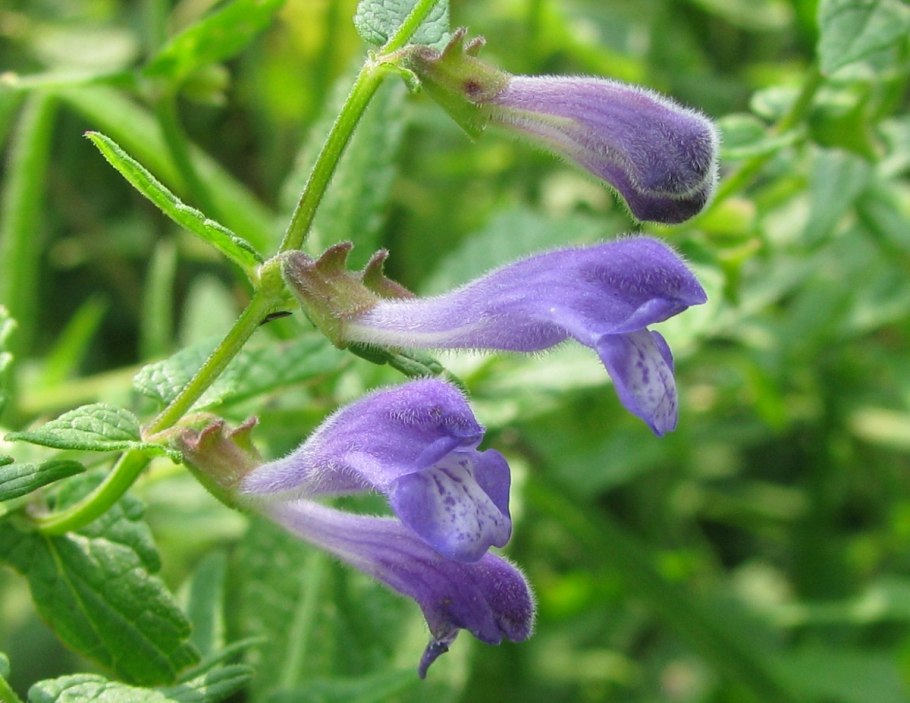 Манжишта rubia cordifolia