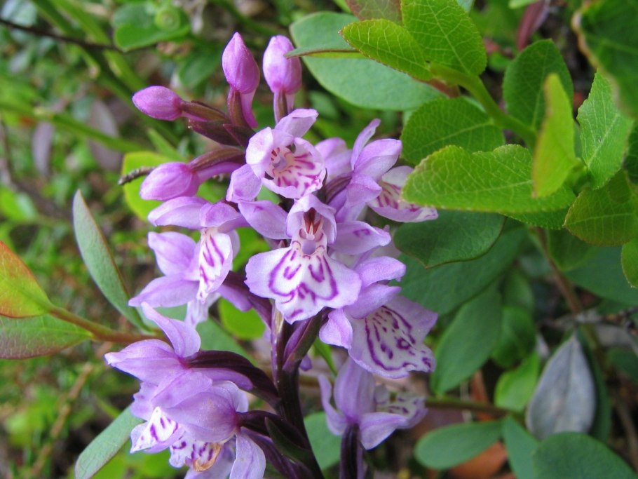 Семейство самшитовые (Buxaceae