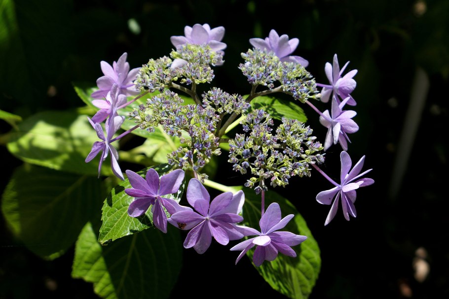 Astronia macrophylla