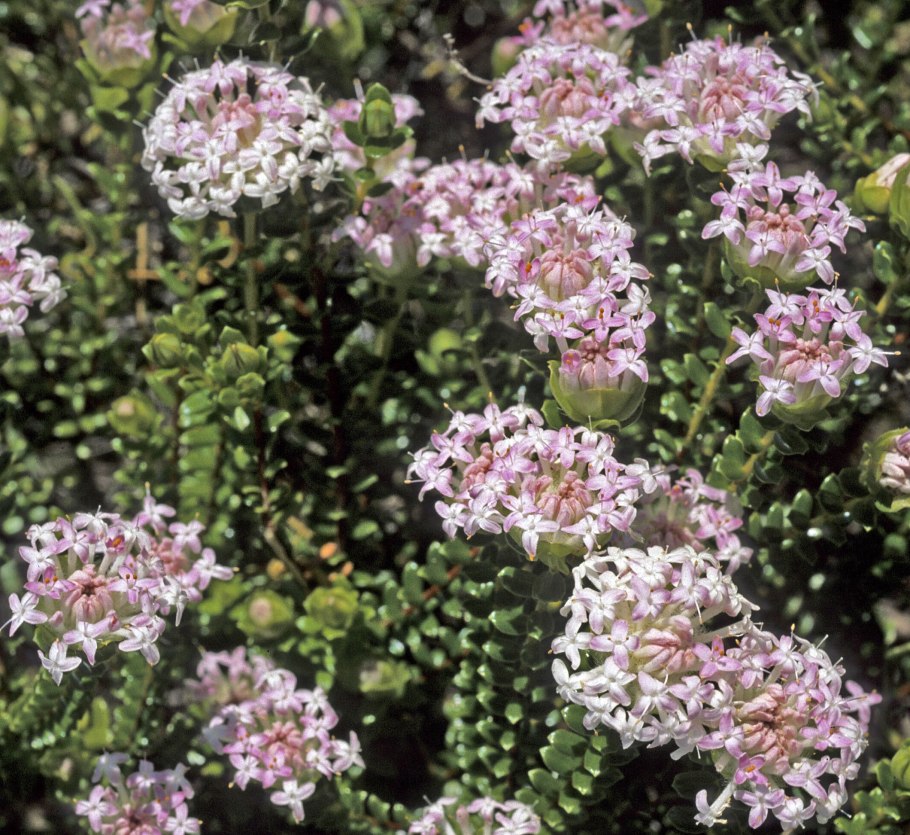 Pimelea Major 'rosea'