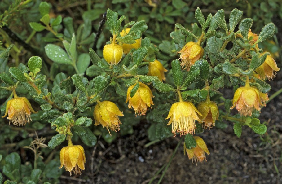 Diplolaena angustifolia