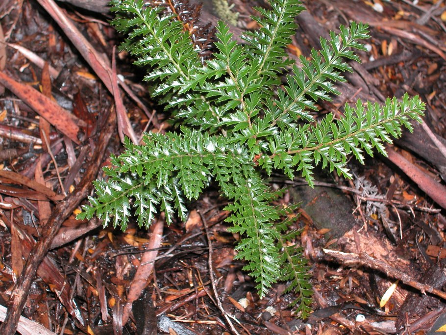 Lomatia tasmanica