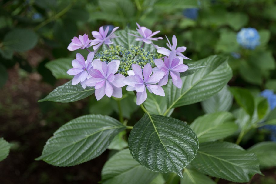 Iryanthera macrophylla