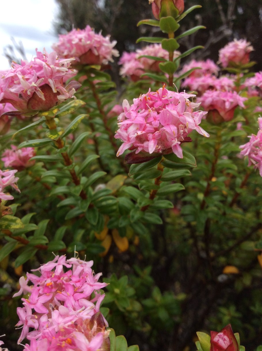 Campnosperma coriaceum