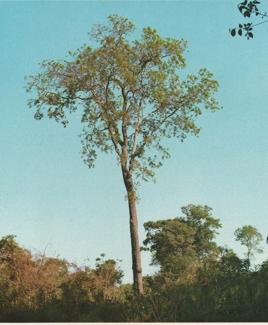 Брелок-пейджер Mongoose LS 9000d