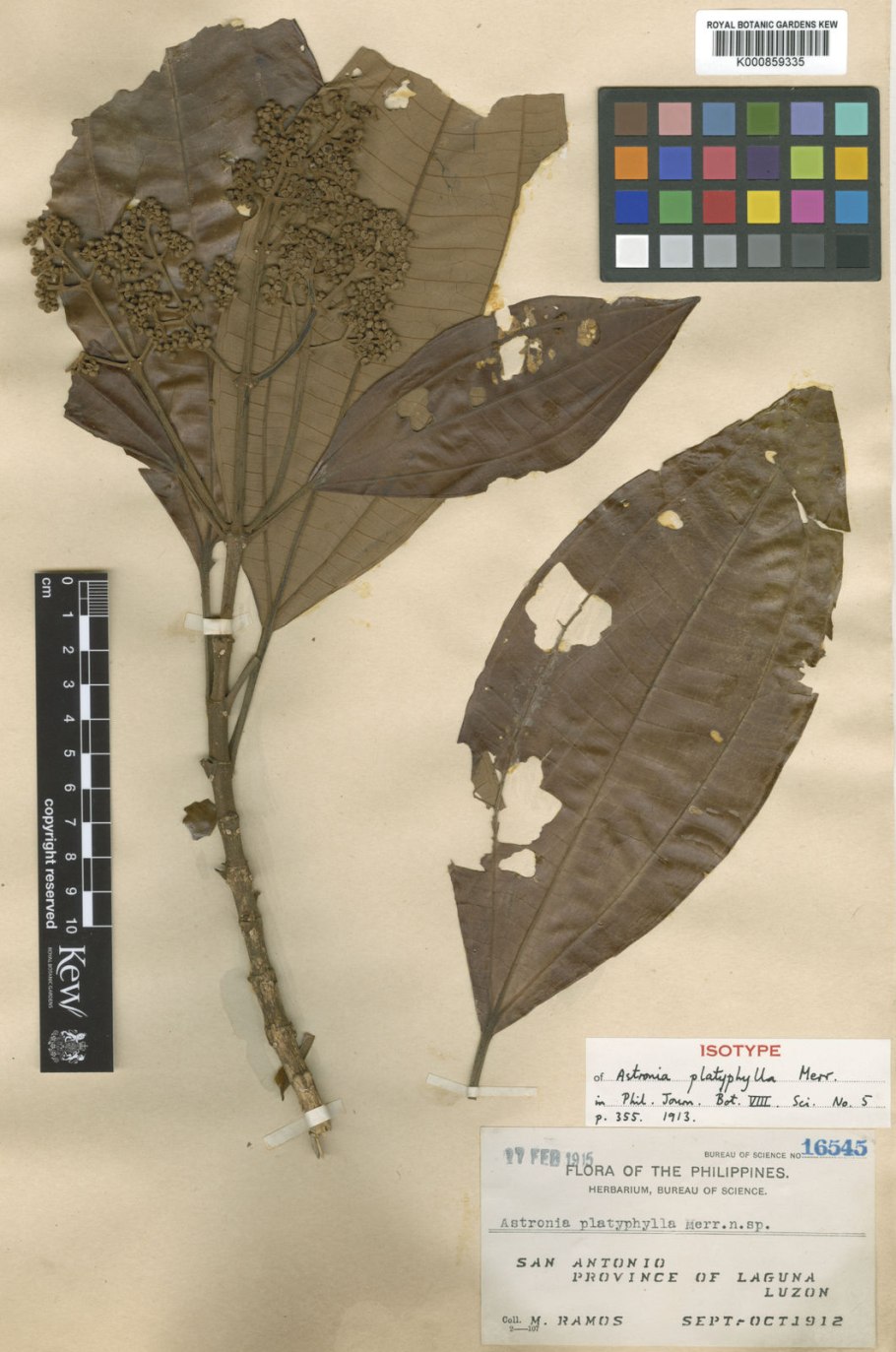 Астрония все тут