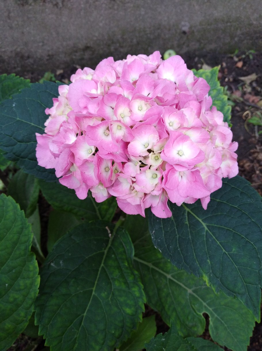 Гортензия Балмер