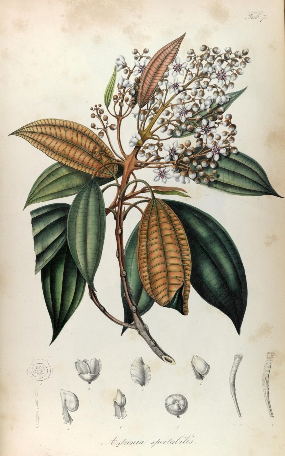 Мини экскаватор Kobelco sk025